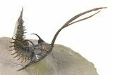 Trident Walliserops Trilobite - Exceptional Preparation #317774-1